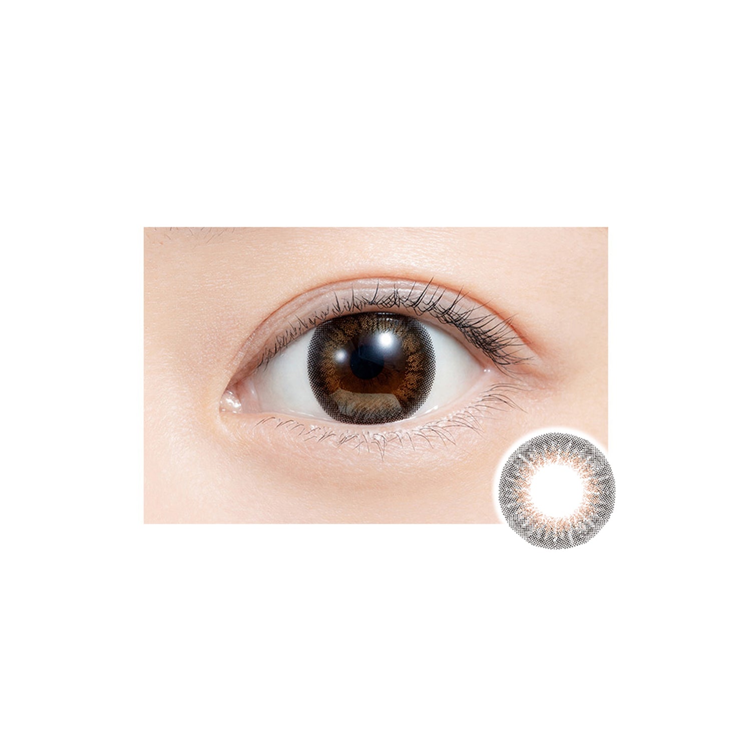 Feliamo 1Day Contact Lenses-Tulle Brown 10pcs